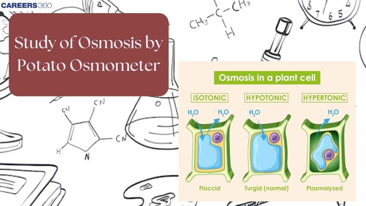 Study Of Osmosis By Potato Osmometer: Diagram, Experiment